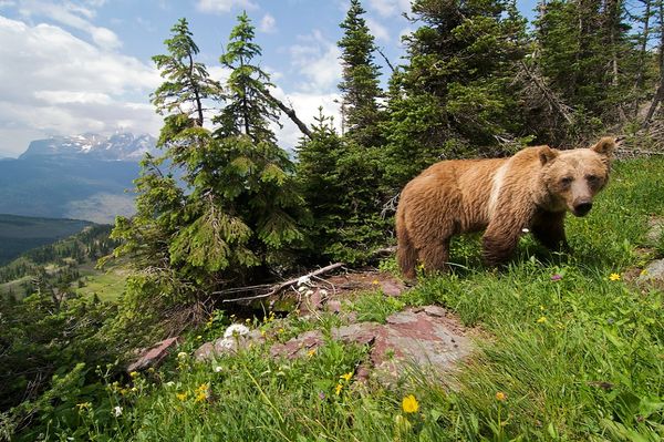 grizzly-bear-flathead_11741_600x450